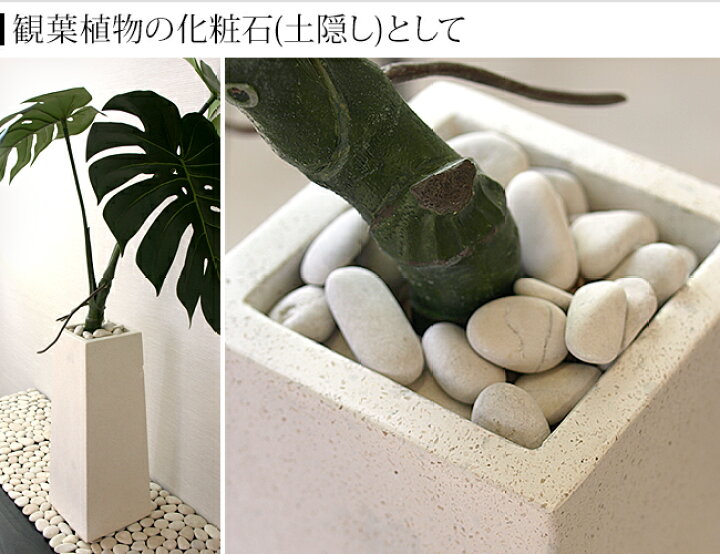 楽天市場 ナチュラルストーン S ホワイト 化粧石 飾り石 観葉植物 マルチング 装飾用 アジアン 雑貨 バリ 雑貨 白い石 白色 小石 観葉植物 土隠し メール便対応可 バリ雑貨ココバリ アジアン雑貨 楽天市場 ナチュラルストーン S ホワイト 化粧石 飾り石 観葉植物 マルチング 装飾用 アジアン 雑貨 バリ 雑貨 白い石 白色 小石 観葉植物 土隠し メール便対応可 バリ雑貨ココバリ アジアン雑貨
