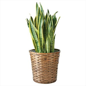 0 TXxAA@ T-R200SANS j j j j LOi oYj v[g Cj e{ o