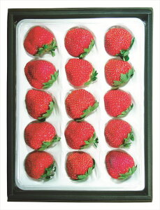  ޗǎY Ós S ΕMtg  Ε2025 䌩   OXC[c