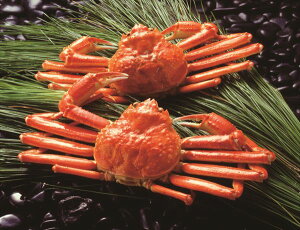  {C킢Ɏp S ΕMtg  Ε2025 䌩   OXC[c