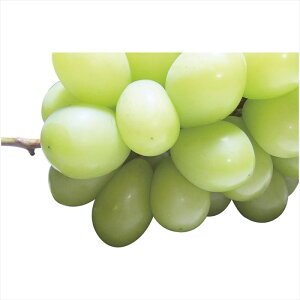  _Cʉ VC}XJbg SYM-80RW S ΕMtg  Ε2025 䌩   OXC[c