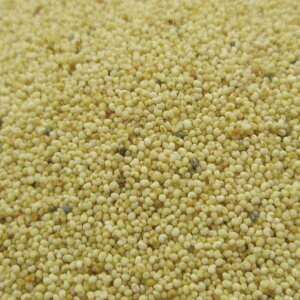 |s[ V[h z[ 20g|100g|500g [hCn[u]yzn[uX JX|n[ueB[ PV AwQV IsA|s[