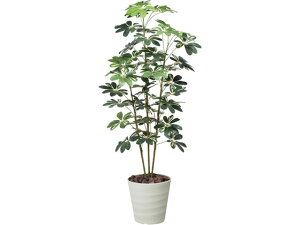 斑入り 観葉植物の人気商品 通販 価格比較 価格 Com 斑入り 観葉植物の人気商品 通販 価格比較 価格 Com