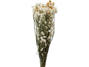 yr[e100~OFFN[|zy񂹁z hCt[ Ar[ CeA ͂Ȃ ϗtA ԍ t[AWg tFCNt[ tFCNO[ 