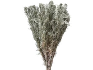 yr[e100~OFFN[|zy񂹁z hCt[ ATM\E CeA ͂Ȃ ϗtA ԍ t[AWg tFCNt[  Xܑ t