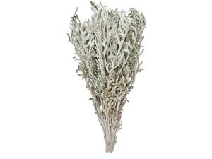 yr[e100~OFFN[|zy񂹁z hCt[ e _Ch 50g CeA ͂Ȃ ϗtA ԍ t[AWg tFCNt[ 