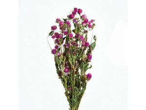 yr[e100~OFFN[|zy񂹁z hCt[ g 45g CbN CeA ͂Ȃ ϗtA ԍ t[AWg tFCNt[  X