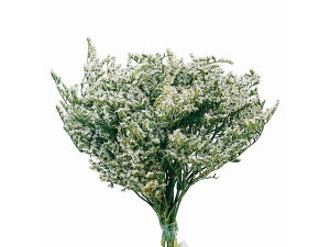 yr[e100~OFFN[|zy񂹁z hCt[ ^^J 40g CeA ͂Ȃ ϗtA ԍ t[AWg tFCNt[ Xܑ ԍ h