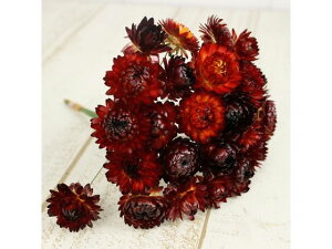 yr[e100~OFFN[|zy񂹁z hCt[ wNTC[t bh 25{ CeA ͂Ȃ ϗtA ԍ t[AWg tFCNt