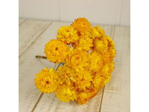 yr[e100~OFFN[|zy񂹁z hCt[ wNTC[t CG[ 25{ CeA ͂Ȃ ϗtA ԍ t[AWg tFCNt