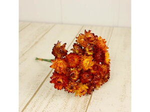 yr[e100~OFFN[|zy񂹁z hCt[ wNTC[t IW 25{ CeA ͂Ȃ ϗtA ԍ t[AWg tFCNt