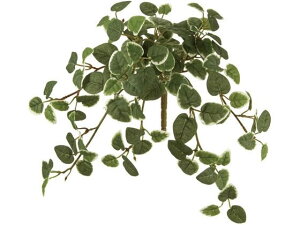 yr[e100~OFFN[|zy񂹁z  v~oC GREEN CeA ͂Ȃ ϗtA ԍ t[AWg tFCNO[ Xܑ t O[ 