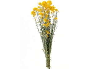 yr[e100~OFFN[|zy񂹁z hCt[ ԃ[_Z 25g CeA ͂Ȃ ϗtA ԍ t[AWg tFCNt[  Xܑ 