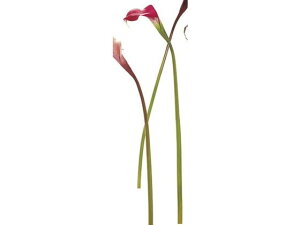 yr[e100~OFFN[|zy񂹁z  BZgJ[ S #16 BEAUTY 0 CeA ͂Ȃ ϗtA ԍ t[AWg tFCNt[ Xܑ ԍ