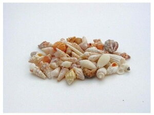 yr[e100~OFFN[|zy񂹁zH| r[`VF 120g NO.998/165-1109-0 t[AWg Ԋ Ԏ  t[AWgޗ