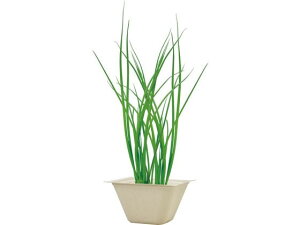 yX[p[SALE2,000~N[|119:59|Cg2{z y񂹁zV| oKXO[ lM 93234  c | K[fjO