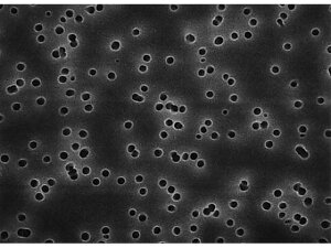 �y���r���[���e��100�~OFF�N�[�|���z�y�����񂹁zMerck Isopore disc PC philic 0.22��m 47mm wh pln 100 Pk 100PK GTTP04700 �o�C�I�T�C�G���X ���C�t�T�C�G���X���� �����N�~���|�A ���� ���͋@��