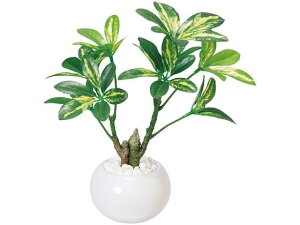 yX[p[SALE聚10ȏOFF2,000~N[|zy[J[zt@~[ECt G}HO[|bgVFt 6666920yszlHA tFCNO[ GgX 