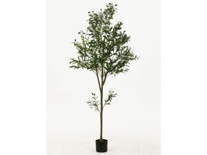 yubNtCf[聚279:59X|Cg2{zy[J[zsf tFCNO[ I[u 180cm WCg 41122yszlHA tFCNO[ GgX C