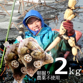 【送料込み2袋セット】お待たせいたしました!栽培期間中、農薬不使用・化学肥料不使用 蓮だより 川端れんこん ご自宅用 Mサイズ 約2kg(1kg /7〜9個×2袋)【代金引換不可・同梱不可】