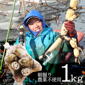 【お待たせいたしました】【送料込み】栽培期間中、農薬不使用・化学肥料不使用 加賀れんこん 加賀野菜 蓮だより 川端れんこん ご自宅用 Mサイズ 約1kg(7〜 9個入)【代金引換不可・同梱不可】