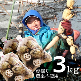 【送料込み3袋セット】おまたせいたしました!栽培期間中、農薬不使用・化学肥料不使用 蓮だより 川端れんこん ご自宅用 Mサイズ 約3kg(1kg /7〜9個)×3袋【代金引換不可・同梱不可】
