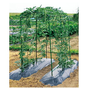 かぼちゃ その他の農業資材 ガーデニング用品の人気商品 通販 価格比較 価格 Com