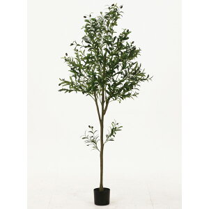 yn搧Lzy[J[zsf tFCNO[ I[u 180cm WCg 00041122