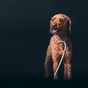 ʌyHIGH 5 DOGSz [_[[h i7mmj