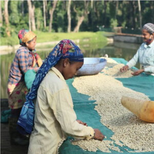 Ch N[Sf_ hKl[Vh/EHbVg-India Chandra Hills Kumergode estate hGaneshah / washed-