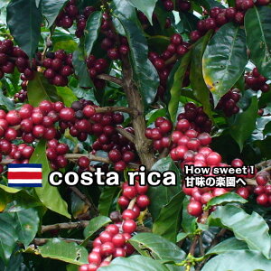 yz R[q[ 500g uRX^J VK[}Eev[ tVeB[Xg ŏŌ܂łƂĂÌ 蓤 M[R[q[ R[q[ 