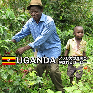 【送料無料】 コーヒー豆 500g 「ウガンダ ハーベストムーン」 中煎り シティロースト オレンジのようなさわやかな酸味と甘味 珈琲豆 レギュラーコーヒー おいしい珈琲 コーヒー豆美味しい