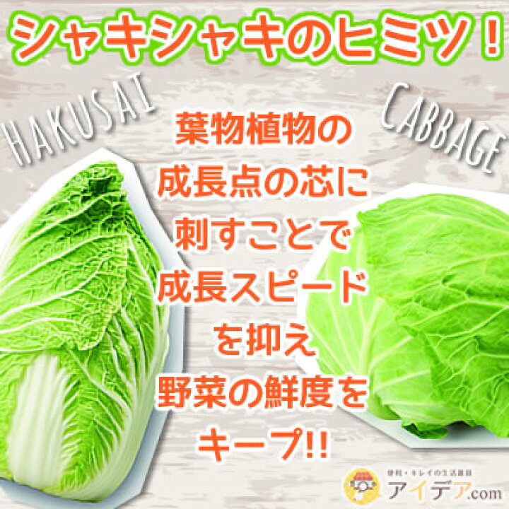 楽天市場 野菜 鮮度保持 刺すだけ簡単 野菜長持ち 鮮度保持ピック ベジシャキちゃん 2個組 コジット 保存 キャベツ 白菜 レタス ブロッコリー カワイイ ピック 葉物野菜 買い置き 外出自粛 冷蔵庫保存 野菜が傷まない プレゼント交換 粗品 ギフト アイデアドットコム