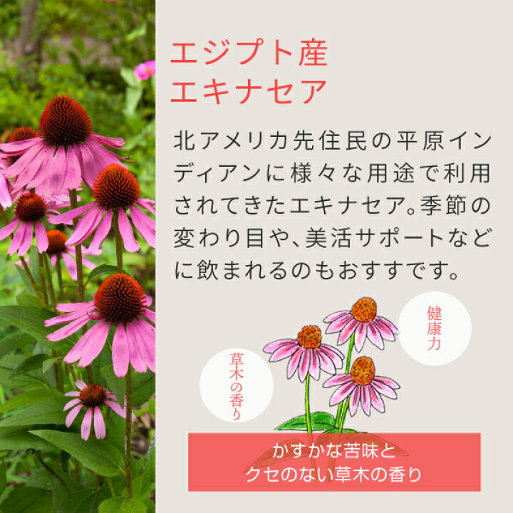楽天市場 エキナセア 100g エキナセアティー ノンカフェイン ハーブティー Nichie ニチエー Nichie ニチエー