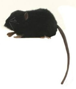 nTyHANSAzʂ lY~27cm 2܂Ń[֔ I[XgA uh hansa 킢 f JXj j aj N  ̂ЂTCY