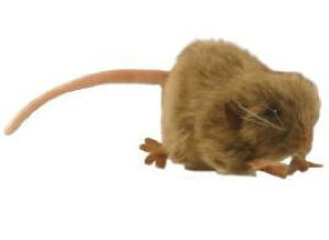 nTyHANSAzʂ FlY~27cm 2܂Ń[֔ I[XgA uh hansa 킢 f JXj j aj N  ̂ЂTCY