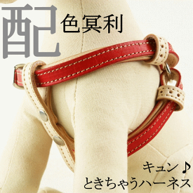 【キュンときちゃう ハーネス Mサイズ】【全7色】レッド ピンク イエロー ブルー ブラウン パープル チョコ コレット 一宮 dog 大き目の小型犬 中型犬 柴犬 フレンチブルドッグ コーギー ボストンテリア ボーダーコリー ビーグル