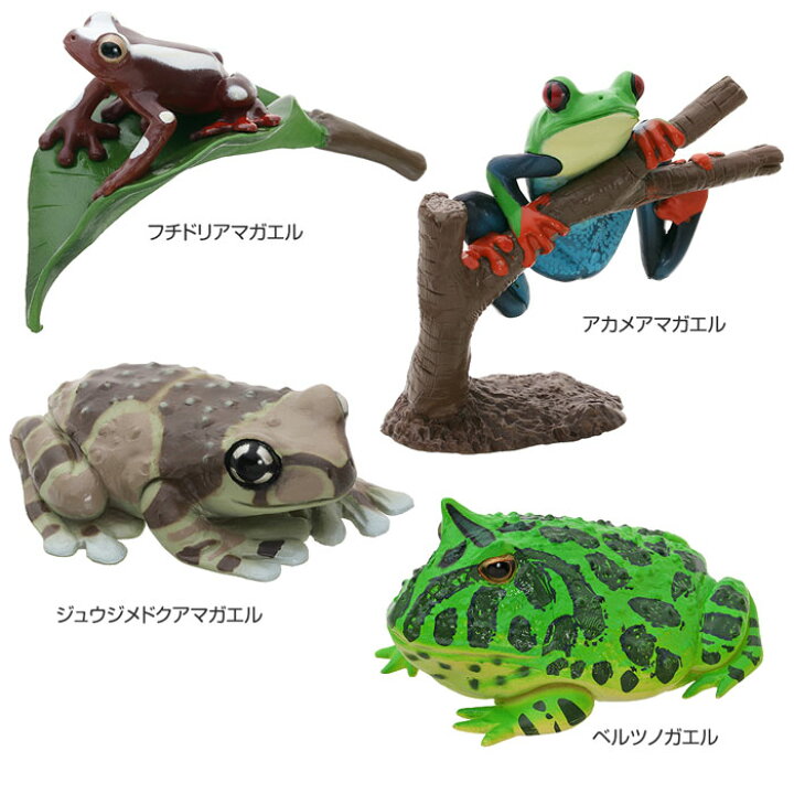 楽天市場】動物 リアル カエル フィギュア 立体図鑑 フロッグボックス 