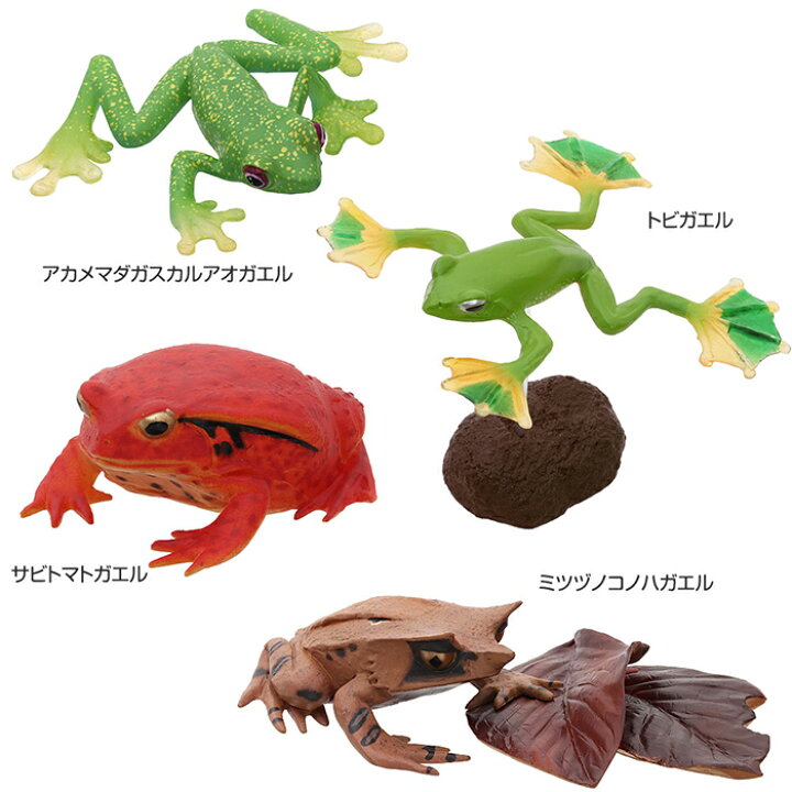 楽天市場 動物 リアル カエル フィギュア 立体図鑑 フロッグボックス 16種16個 生物の事が良くわかる解説書付 かえる 蛙 アマガエル グッズ フィギア 誕生日プレゼント 子供 こども 小学生 中学生 男の子 おもちゃ 玩具 大人 図鑑 アニマル ずかん ギフト プレゼント