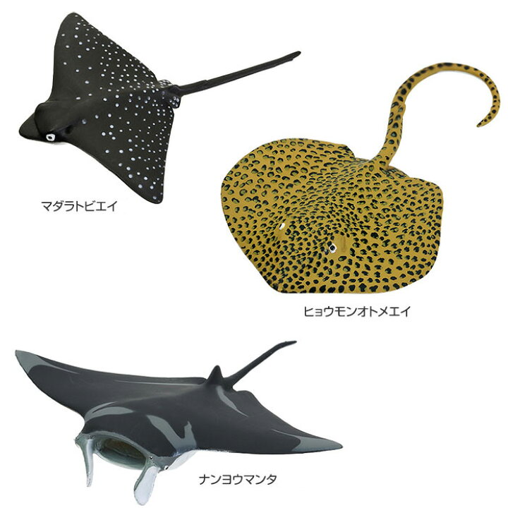 楽天市場 鮫 サメ リアル フィギュア 立体図鑑 シャークボックス 12種12個 解説書付 さめ シャーク さかな 魚 海の生き物 魚類 グッズ フィギア 誕生日プレゼント 子供 小学生 男の子 おもちゃ 玩具 大人 図鑑 アニマル プレゼント カロラータ