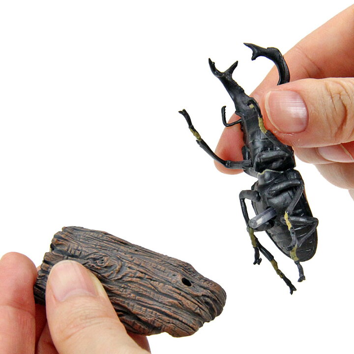 最安値に挑戦 リアル昆虫 カブトムシ クワガタ マグネット Atak Com Br