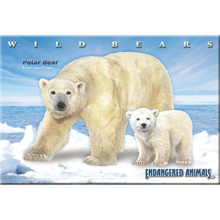 楽天市場 動物 ミュージアム ジグソーパズル ホッキョクグマ親子 ポストカードサイズ 130ピース 生物 ゲーム 白熊 シロクマ カロラータ
