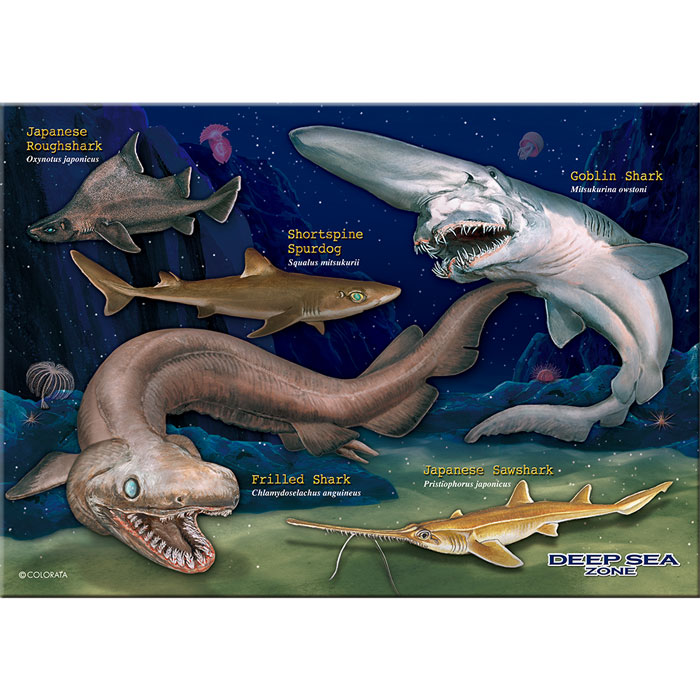 ラブカなど深海ザメのリアルなイラストのジグソーパズル 330ピース B5サイズ 深海ザメの事がわかる解説書付き 生物 ミュージアム ジグソーパズル 深海ザメ ラブカ 動物 在庫処分 サメ 鮫 深海生物 ゲーム 魚類 Seasonal Wrap入荷