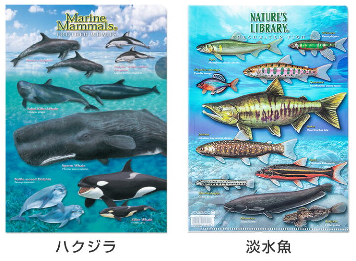 楽天市場 動物 恐竜 昆虫 クリアケース クリアファイル クリアホルダー カロラータ
