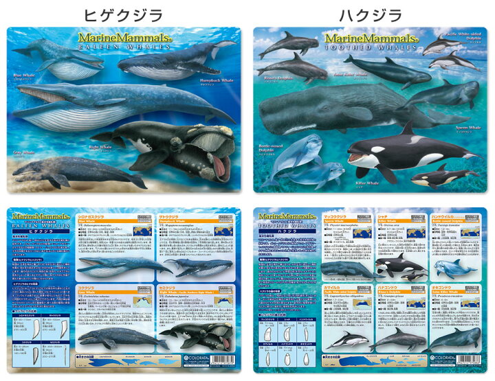 楽天市場 動物 恐竜 昆虫 下敷き アニマルガイドシート カロラータ 楽天市場 動物 恐竜 昆虫 下敷き アニマルガイドシート カロラータ