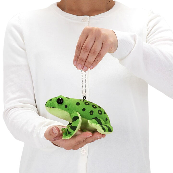 楽天市場 蛙 オキナワイシカワガエル ぬいぐるみ マスコット やんばるの生物 チェーン付 キーホルダー ストラップ 持ち運び 携帯リアル 沖縄 カエルぬいぐるみ フロッグ カエルグッズ 縫いぐるみ どうぶつ 赤ちゃん ベビー こども 可愛い かわいい 男の子 クリスマス