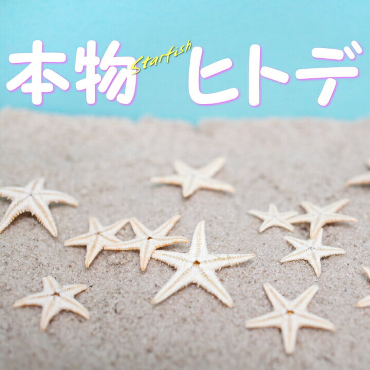 楽天市場】本物のヒトデ ドライヒトデ 1cm〜3cmくらい 50個前後 海の 
