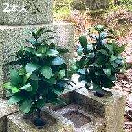 造花 お墓 仏壇用 しきみ 2本セット高さ34cm 枯れない （ 樒 シキミ フェイクグリーン 水換え不要 お供え…