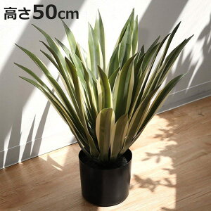 lHϗtA AKx 50cm tFCNO[  i ϗtA tFCN lHA A[gO[  O[  bNX A  lH ͂Ȃ sv ȒP  CeA