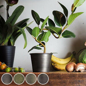 v^[ MC~|bg a10.5×8cm ACA i Aؔ vg|bg Ap|bg ԕr Ԃт Ԋ Jo[ |bg  ~  X^h u A  ϗtA A T{